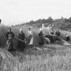 Harvest, 1935.