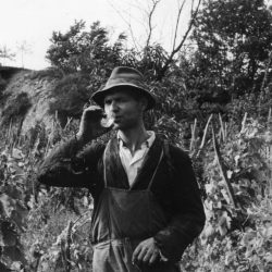 Picking grapes in Haloze, Styria, 1966.